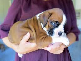 These cuties are family raised and get lots of snuggles and kisses daily from children. Male Boxer Puppy With A Great Boxer Build And Disposition Austin For Sale Austin Pets Dogs