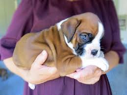 Boxer Puppy For Sale In Georgia Petswall