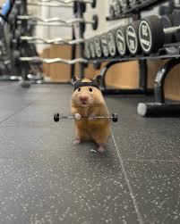 나는 누룽지 | AirPods keep slipping out #gym #gymrat #gymlover #gymemes #workout #fit #fitness #health #hamster #nurungihamster | Instagram