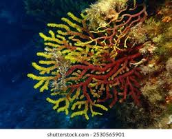 Image result for Moraea clavata