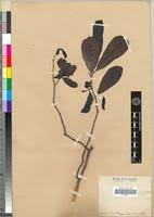 Image result for Monodora grandidieri