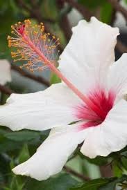 Image result for Hibiscus aethiopicus