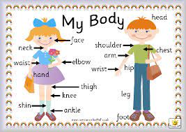 Grossology Body Chart English Lessons For Kids Kids Learning