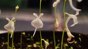 Image result for Utricularia sp.no.1