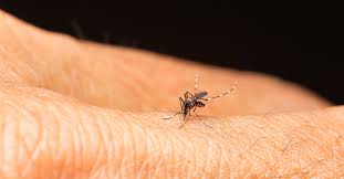 Image result for Dengue