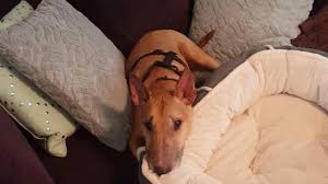 Horrified Animal Lovers Thieves Pepper Spray Dogs During Wake County Home Break Ins Wral Com