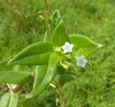 Image result for Pentodon