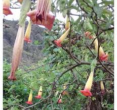 Best remembered by its infernal street name. Burundanga Quimic Quimica Farmaceutica Home Facebook