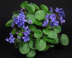 Image result for Saintpauliopsis