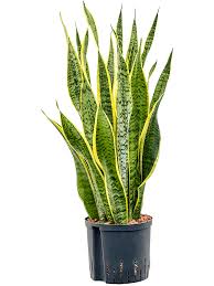 Image result for Sansevieria nilotica