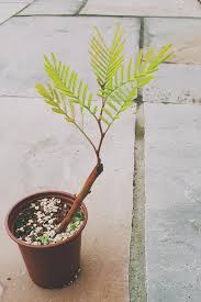 Image result for Acacia dealbata