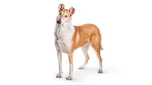 Blue merle smooth coat collie. The Collie Smooth Dog Information Facts And Price