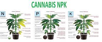 The flowering stage is the moment we all have been waiting for. Cannabis Npk Autoflower Seed Shop
