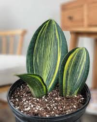 Image result for Sansevieria