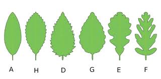 Image result for leaf margin entire