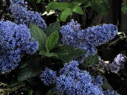 The oval to elliptical dark green leaves of this shrub also are fragrant. 10 Top Native Plants For Northern California Gardens