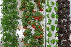 In fact, whether growing tomatoes on a tall commercial tower used in a tower farm or whether growing tomatoes on a tower garden, considering that the planting sections of the towers and that the nutrients are the same, results in terms of crop yield will be the same regardless of the tower model used. Summer Survival Start Your Own Aeroponic Deck Farm What To Do