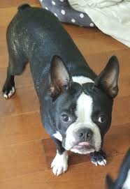 Black And White Boston Terrier Pictures Shiloh I Love Your Smile In 2020 Love Your Smile Boston Terrier Shiloh
