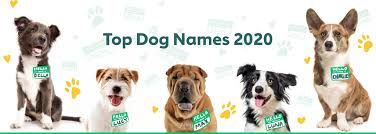 We divided them into 40 dog names and 20 cat names, but you can definitely name your feline after a pup or vice versa. The Most Popular Male And Female Dog Names Of 2020 Rover Com