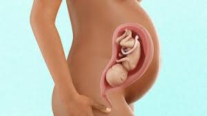 A 32 weeks pregnant belly should measure about 30 to 34 centimeters from the top of the uterus to the pelvic bone. 32 Weeks Pregnant Pregnancy Week By Week