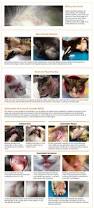 Image result for Feline Miliary Dermatitis