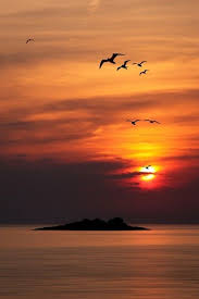 Birds Flying In The Sky Sunset Birds In Flight Bird Island By Albin Bezjak Beautiful Sunset Beautiful Nature Beautiful Sunrise