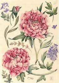 Check spelling or type a new query. Watercolor Botanical Illustration Peonies Botanical Illustration Peony Illustration Vintage Botanical Prints