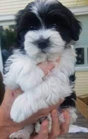 Good Breeder Thistledown Havanese Havanese Puppies Havanese Havanese Breeders