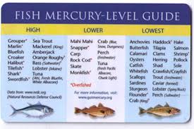 Mercury In Fish Pellets Shift To Environment