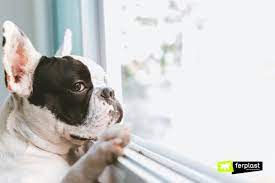 How Does The Sound Of The Rain Affect A Dog S Mood