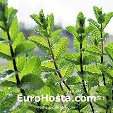 Image result for Mentha spicata