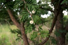 Image result for Acacia gerrardii