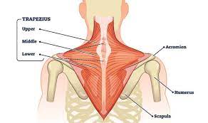 A strain occurs when the fibers in a muscle or tendon stretch beyond their normal limit. Trapezius Muscle The Definitive Guide Biology Dictionary