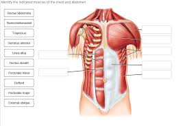 The dominant muscle in the upper chest is the pectoralis major. Solved Identify The Indicated Muscles Of The Chest And Ab Chegg Com