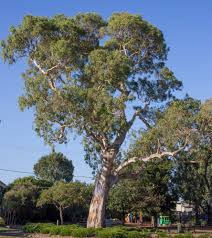 Image result for Eucalyptus camaldulensis