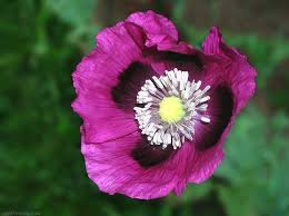 Papaver Somniferum Tasmanian Purple Extrem Potenter Schlafmohn 500 Seeds Poppy Flower Seeds Papaver Somniferum Poppies Papaver