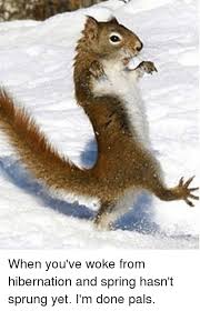 23 Warm And Fuzzy Spring Meme Collection Sayingimages Com Cute Animals Cute Funny Animals Funny Animals