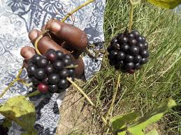 Image result for Smilax anceps