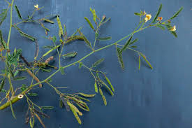 Image result for Aeschynomene sp. B