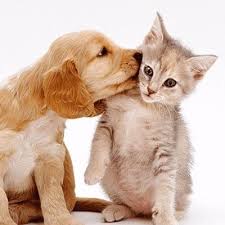 Can rabbits eat dock leaves. Can Rabbits Eat Dock Leaves Pet Care Advisors