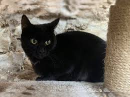 Das verhalten der menschen ändert sich. Pin Auf Katze Adoptieren Aus Dem Tierheim