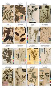 Image result for Myrica kandtiana