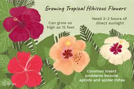 Rose of sharon (hibiscus syriacus) bears many blooms, and its attractive flowers are its main selling point.as with other types of hibiscus, its flowers bear a striking stamen. Tropical Hibiscus Plant Care Growing Guide