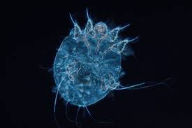 Image result for Sarcoptes scabiei