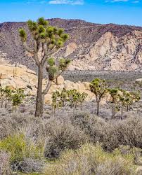 Maybe you would like to learn more about one of these? Joshua Tree National Park Where To Stay Roadtripping California