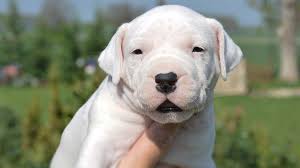 Guclu Ve Saglam Karakterli Dogo Argentino Ajanimo