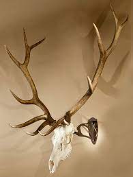 Check spelling or type a new query. Hunting Accessories Caribou Antlers Skulls For Display Perfect For Hanging And Mounting Taxidermy Beef Moose Elk Modern European Skull Hooker Sports Outdoors Heiber Com My