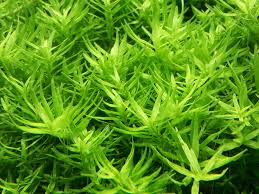 Image result for Rotala fontinalis