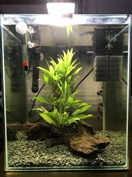 Beta Fish Glass Surfing My Aquarium Club