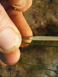 Image result for Loudetia simplex